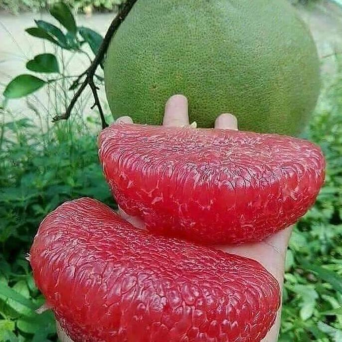 bibit tanaman buah jeruk pamelo red / red pamelo Terbaik
