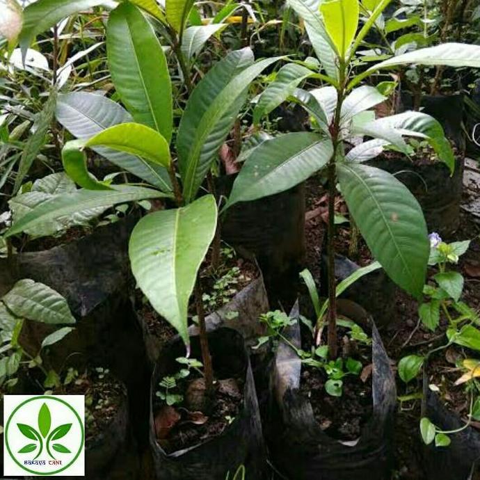 Bibit Tanaman Buah Kemang/Pohon Buah Kemang Terbaik