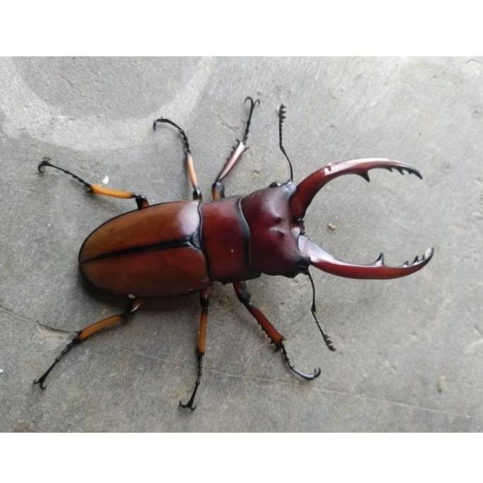 Kumbang capit/stage beetle/cyclommatus astacoides