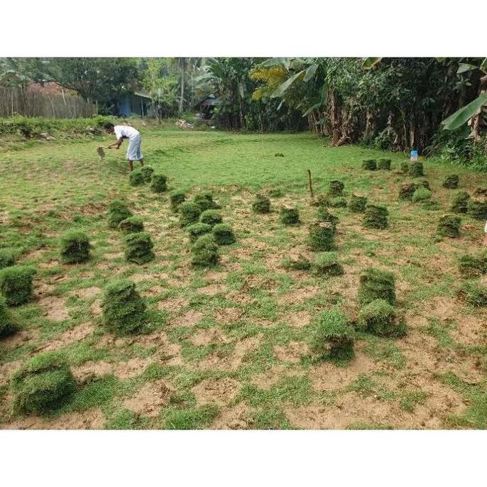 rumput jepang per meter