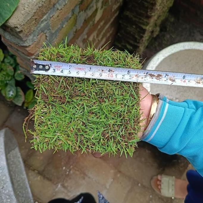 tanaman rumput Jepang 1 meter.