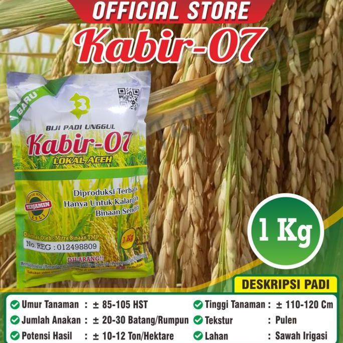 NEW BIBIT PADI UNGGUL KABIR 07 ASLI NANGGRO ACEH ORI