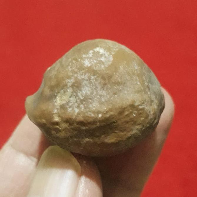 Muncang Adu Anak Mayit Urgen