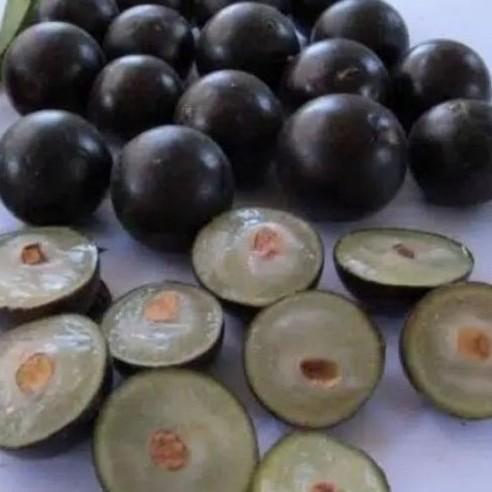 bibit buah anggur brazil jaboticaba sabara..kupa landak jaboticaba.. TOB1