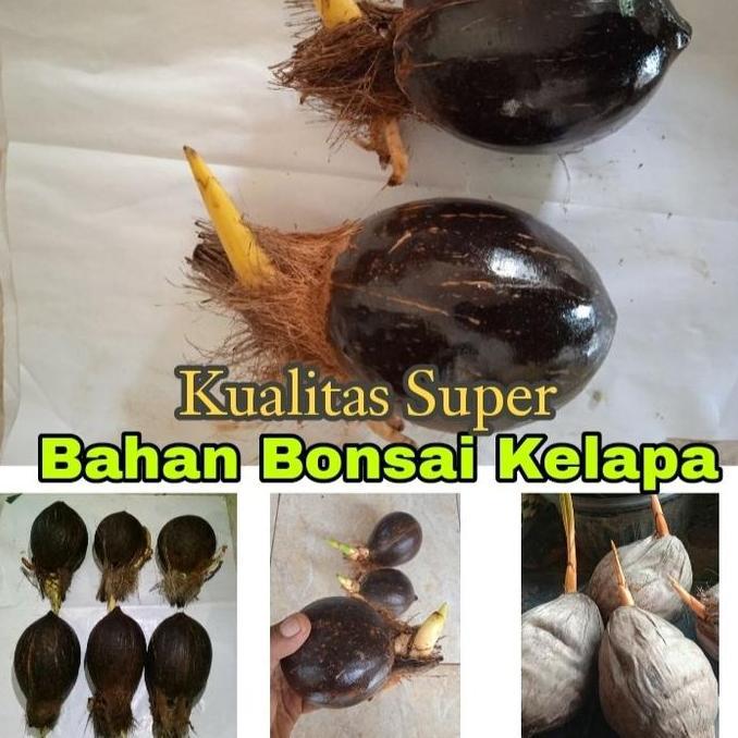 Bonsai Kelapa/Bahan Bonsai Kelapa/Bonsai Kelapa Gading/Bonsai minion