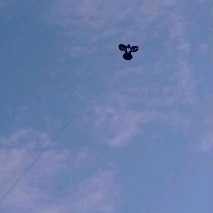 LAYANGAN BURUNG SAMPUL PLASTIK, SUDAH TALI KAMA