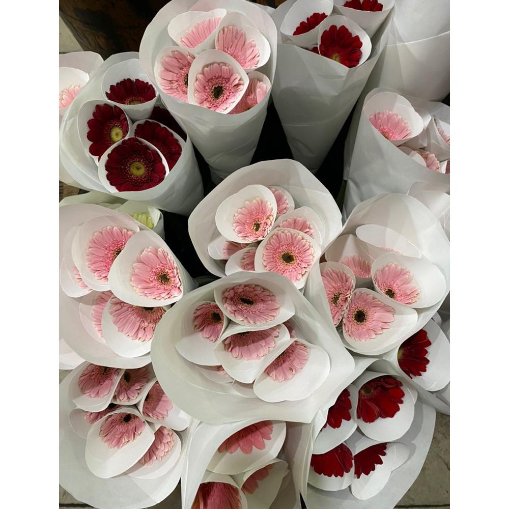 Bunga garbera segar / bunga hebras