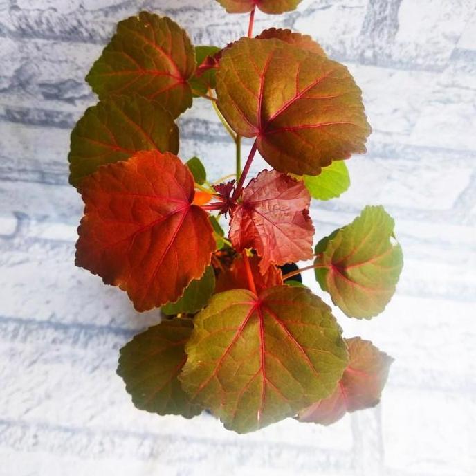 Tanaman Herbal Rosella Merah Bibit Rosella Merah