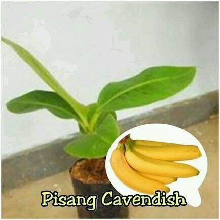 Bibit Pisang Cavendish Sunpride