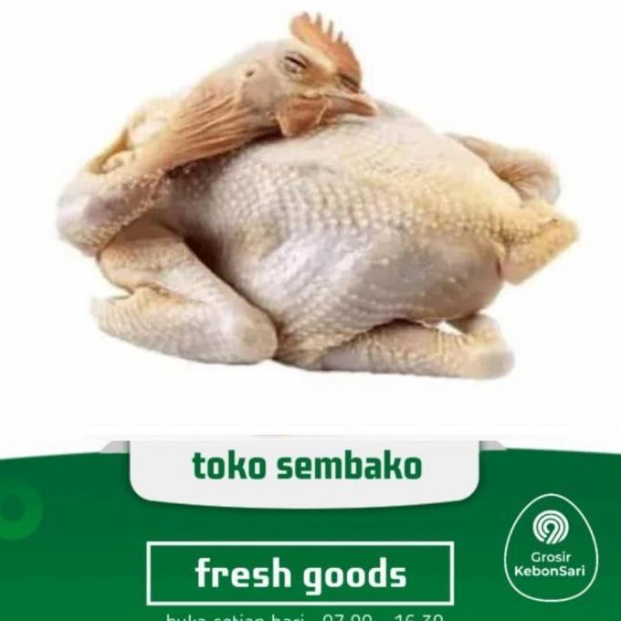 ayam kampung asli bukan pejantan segar 1 ekor (PO H+1)