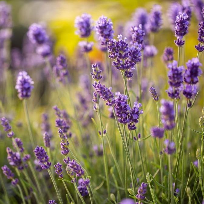 Bibit Benih Bunga Lavender English Bibit Benih Tanaman