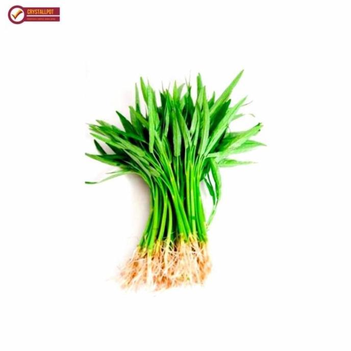 benih bibit kangkung serimpi cap panah merah - KANGKUNG SERIMPI