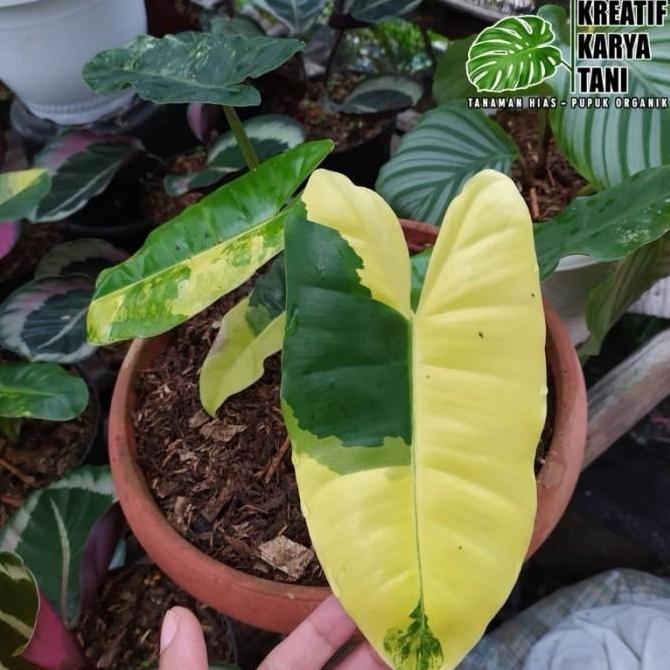 Tanaman hias burlemax varigata - Burlemax variegata - Brekele varigata