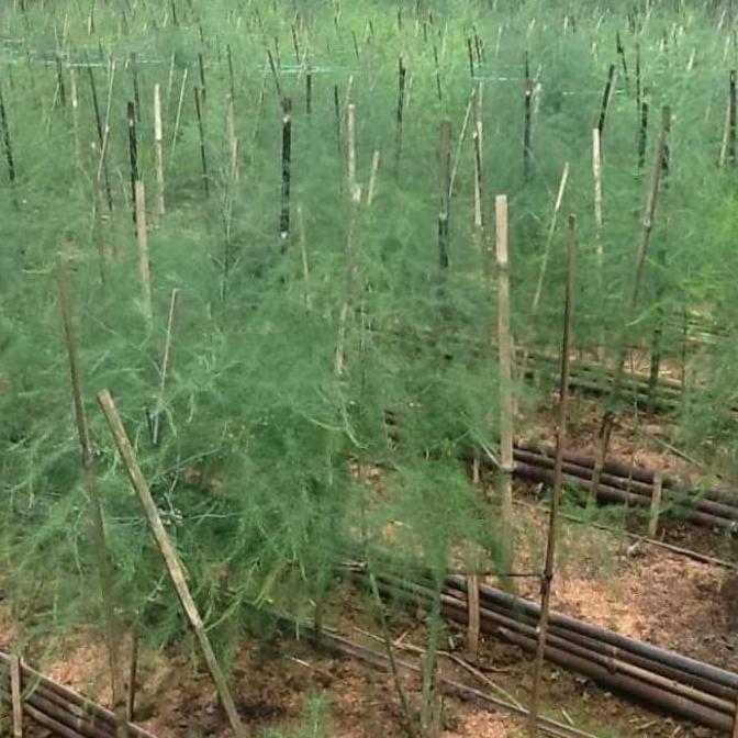 bibit asparagus siap tanam