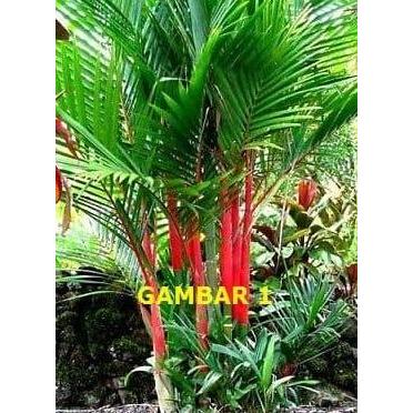 Bibit Palem Merah Pohon Palem Merah Palem Lipstik Cyrtostachys lakka