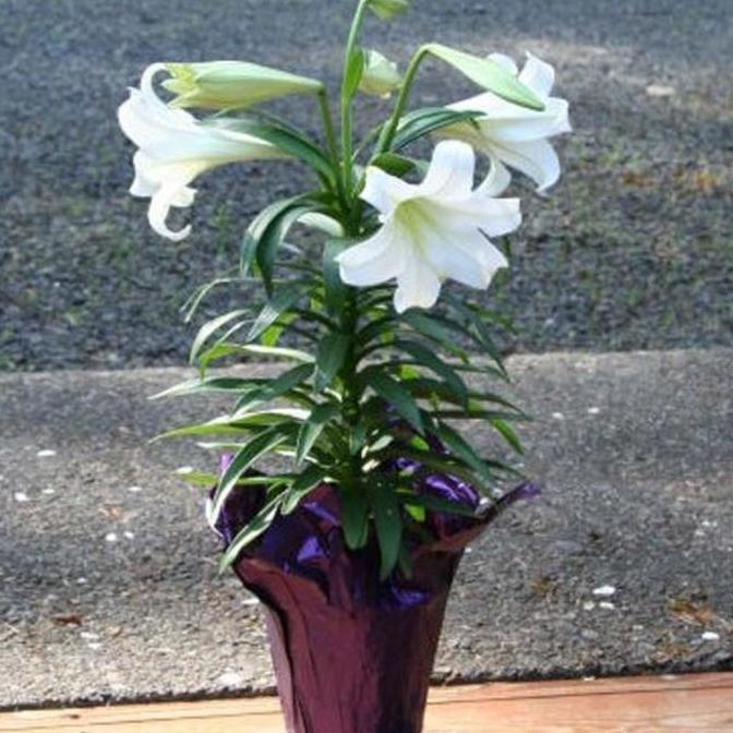Bibit Bunga Easter Lily