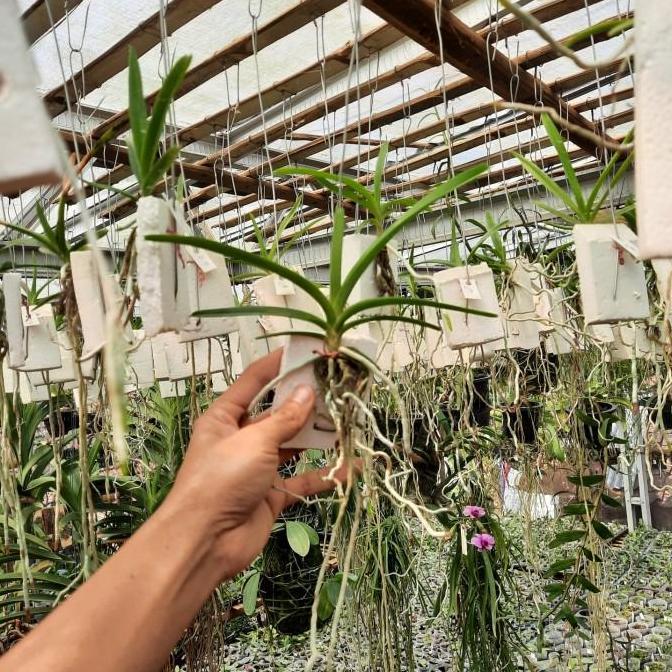 Anggrek Vanda Remaja