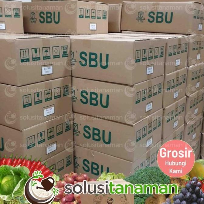Benih Sayuran Kailan Kale @20gr - Biji Bibit Sayur Tanaman Hidroponik