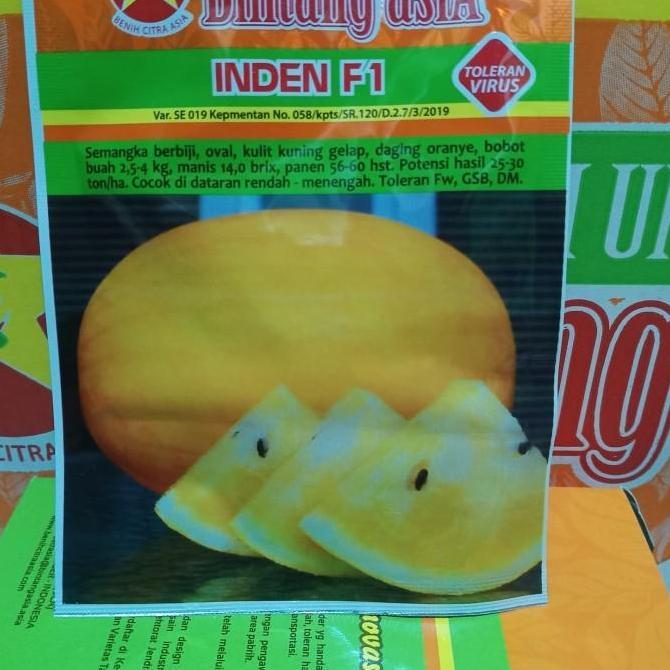 benih semangka kuning inden F1