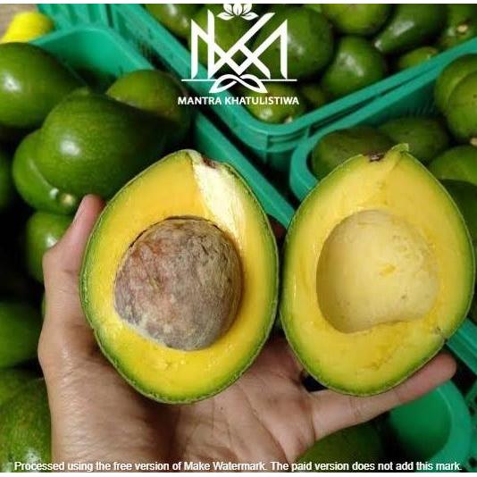 Fruting- Alpukat Mentega Lampung Timur Alpukat Matang