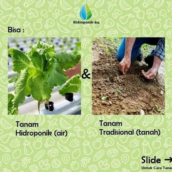 Bibit / Benih Melon Madesta (5 Butir) Cap Panah Merah - Hidroponik ku