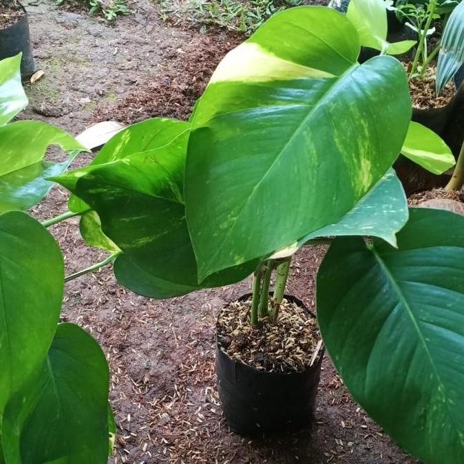 Tanaman Sirih Gading Daun Besar - Sirih Gading Jumbo