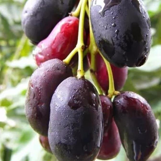 Bibit Pohon Jamblang Hitam - Buah Jamblang Duwet/Jambu Kling