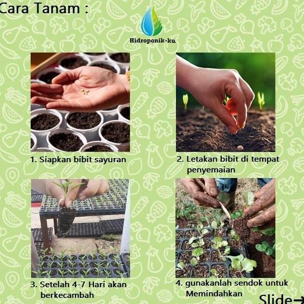 Bibit / Benih Melon Hijau Madu Import (5 Butir) - Hidroponik Ku