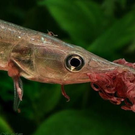 Murah Hiasan Aquarium Ikan Hujeta Gar Tankmate Mantul Ikan Hias