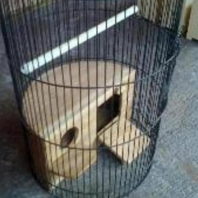 Glodok ternak lovebird - glodokan oval sangkar lovebird - glodok kayu