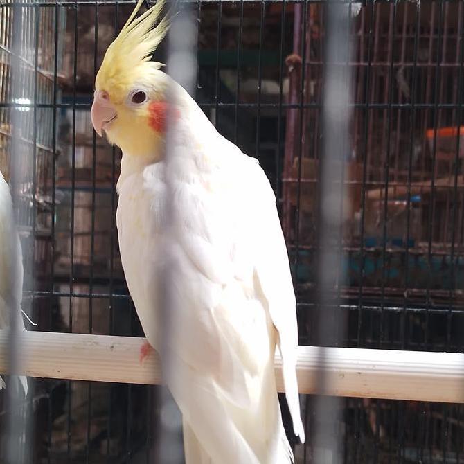 burung falk australi lutino mata merah dewasa pilihan