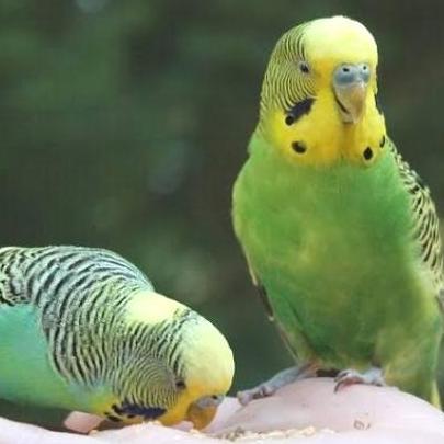 burung parkit hijau dewasa sepasang pilihan