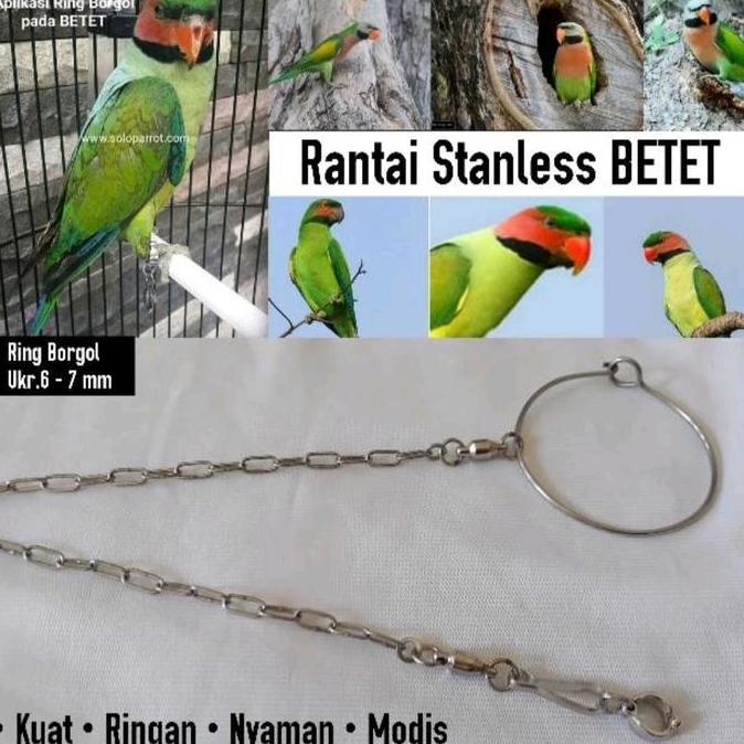 Rantai falk cockatiel bahan stainless steel