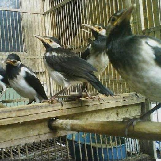 burung anakan mandiri jalak suren pilihan