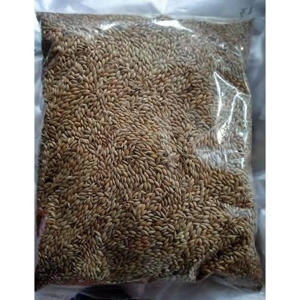 kenari seed 1 kg