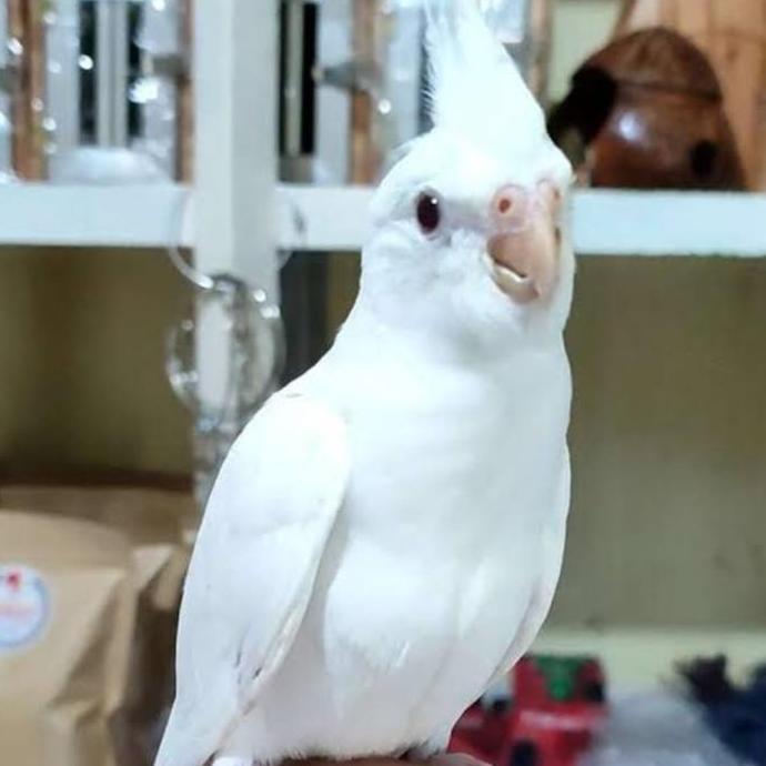 Burung falk Australia albino mata merah