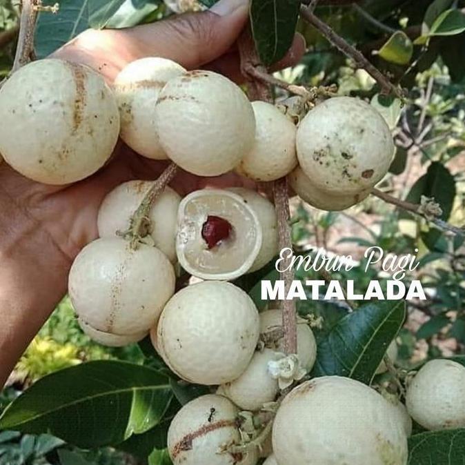 Bibit Buah Kelengkeng Matalada pernah berbuah batang besar