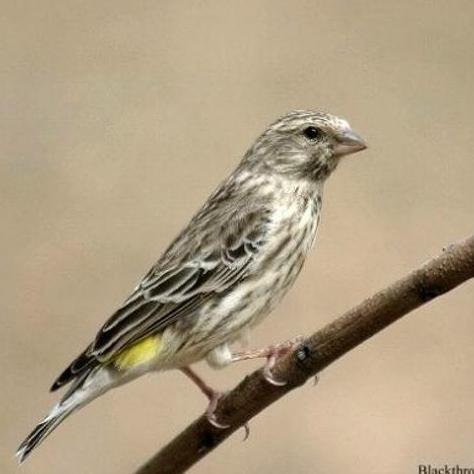 Min.3 pcs TULANG SOTONG KERING ISI 2 pcs mengandung CALCIUM untuk Burung dan Hewan lainnya.