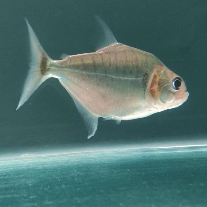 serrasalmus manueli 14cm