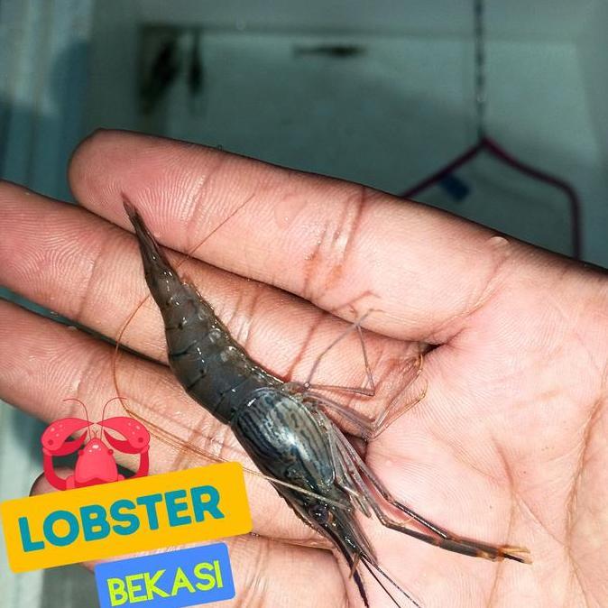 BIBIT UDANG GALAH AIR TAWAR 5 CM 1000 EKOR