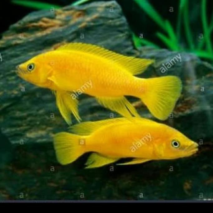 Neolamprologus Leleupi Tanganyika African Cichlid