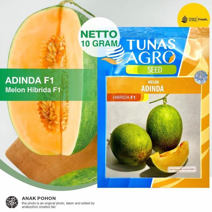 (1 PACK) Benih Melon ADINDA Hibrida F1 Renyah Manis Esklusif
