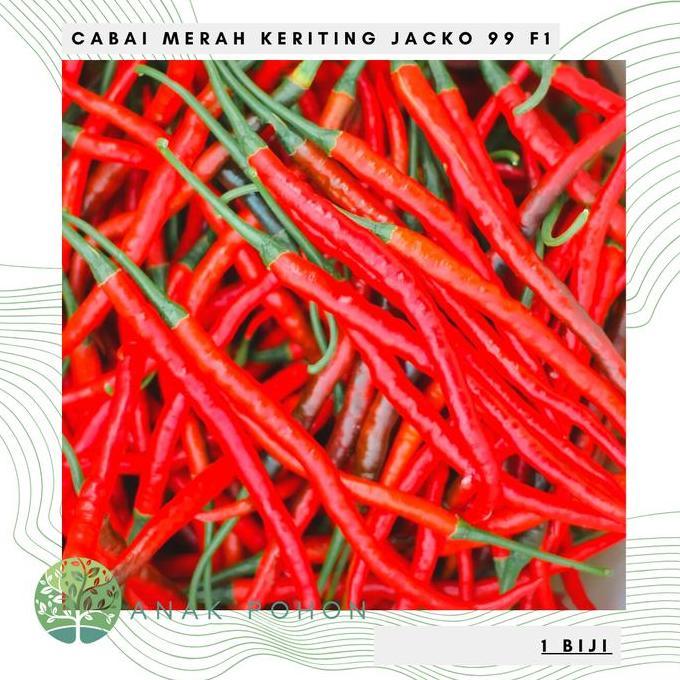 Benih Bibit Biji - Cabai Merah Keriting JACKO 99 F1 Pedas Seeds