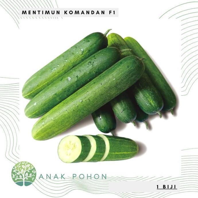 Benih Bibit Biji - Mentimun Rujak KOMANDAN F1 Hibrida Seeds - Panen Dalam 32 Hari - Sangat Lebat, Ta