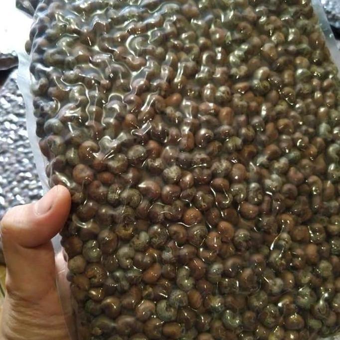 Benih / Bibit / Biji - Baobab Digitata Tree Seeds - IMPORT
