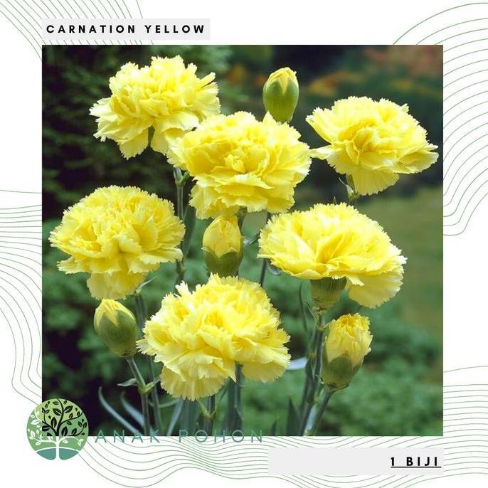 Benih Bibit Biji - Carnation Yellow Bunga Anyelir Kuning Flower Seeds - IMPORT