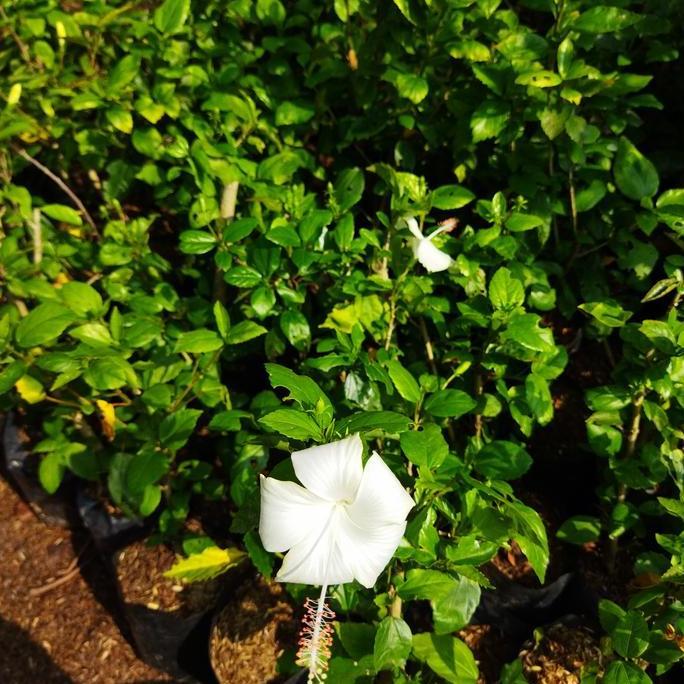 tanaman hias Daun - tanaman Pohon - tanaman Bunga - bunga kembang sepatu - warna putih