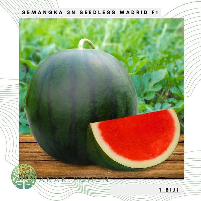 Benih Bibit Biji - Semangka 3N MADRID F1 Hibrida Non Biji Seedless