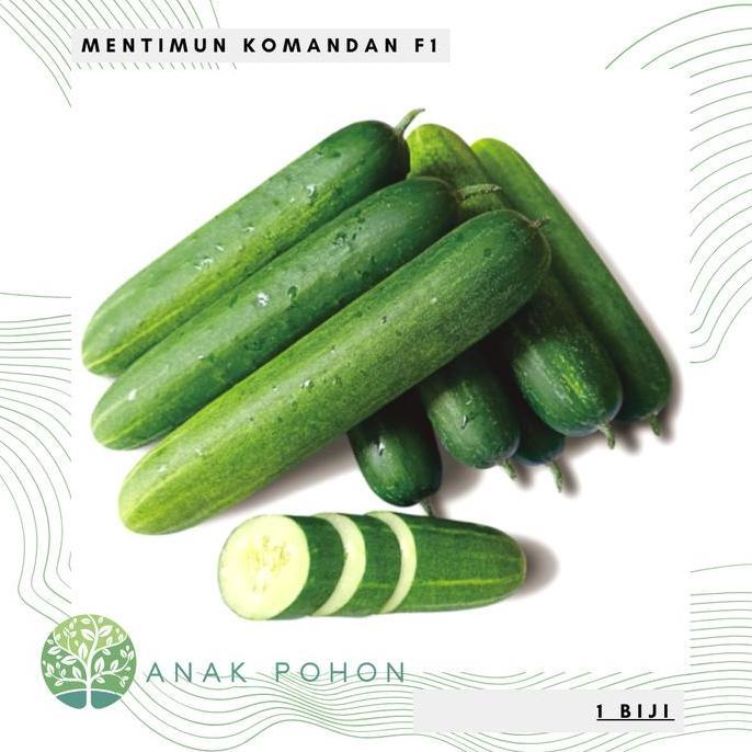 Benih Bibit Biji - Mentimun Rujak KOMANDAN F1 Hibrida Seeds - Panen Dalam 32 Hari - Sangat Lebat, Ta