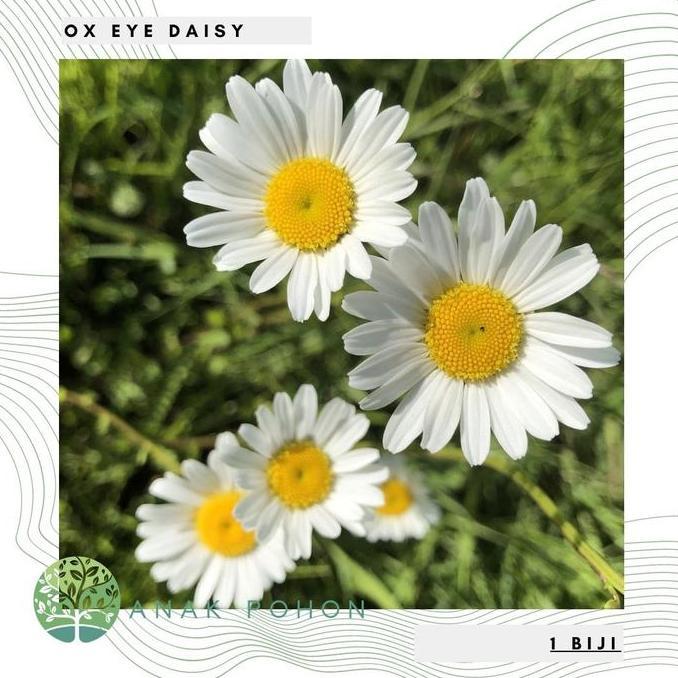 Benih Bibit Biji - Chrysanthemum Ox Eye Daisy Flower Seeds - IMPORT